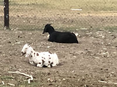 Early Spring Goat Kids