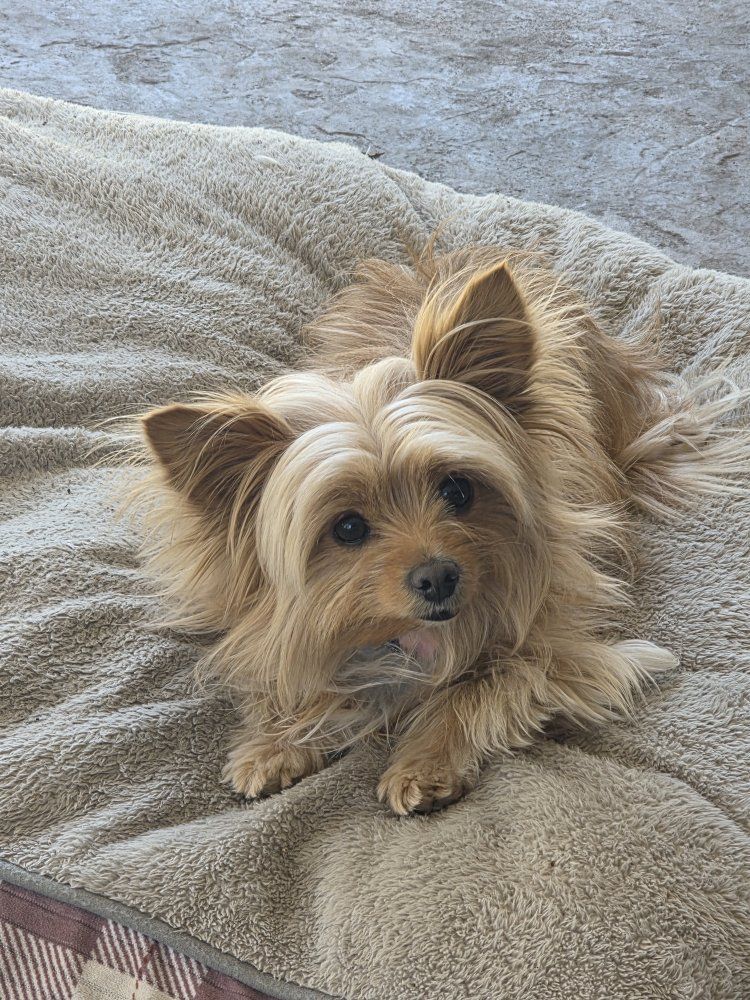 POMCHI