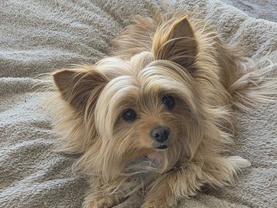 POMCHI