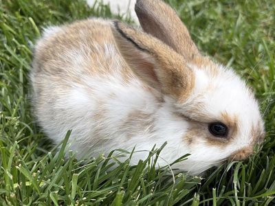 Holland Lop Cross Bunnies