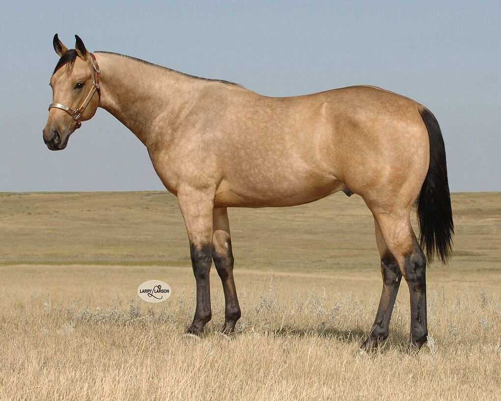 AFirst Down Frenchman Direct son of Frenchmans Guy