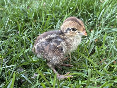 Bobwhite Quail Chicks