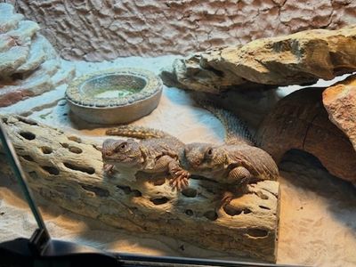2 Female Uromastyx Lizards