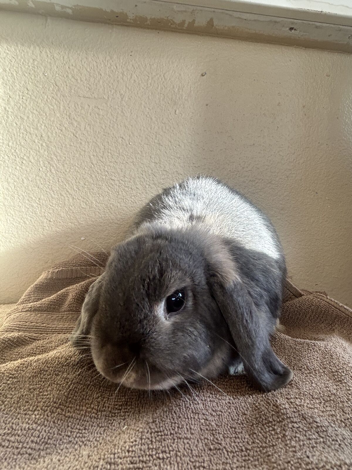 Purebred Christmas Holland Lop Bunnies