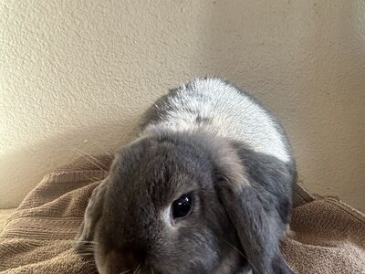 Purebred Christmas Holland Lop Bunnies