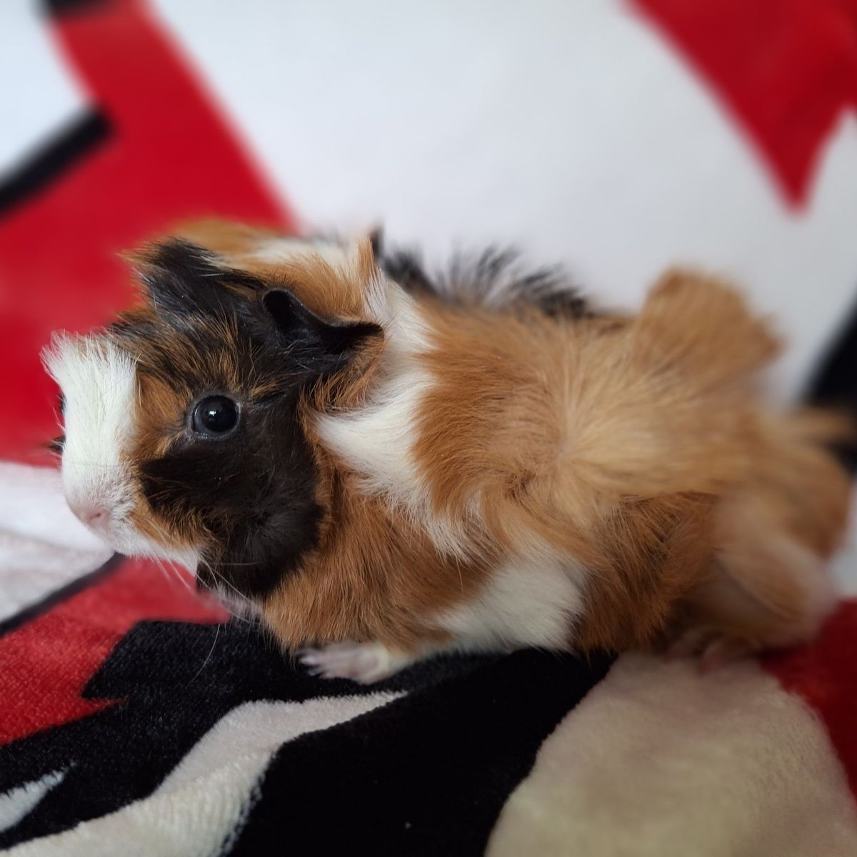 Baby Guinea Pig: Russell