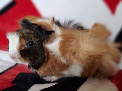 Baby Guinea Pig: Russell