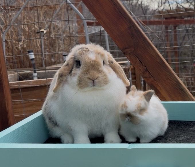 Pedigreed Holland Lops Available!