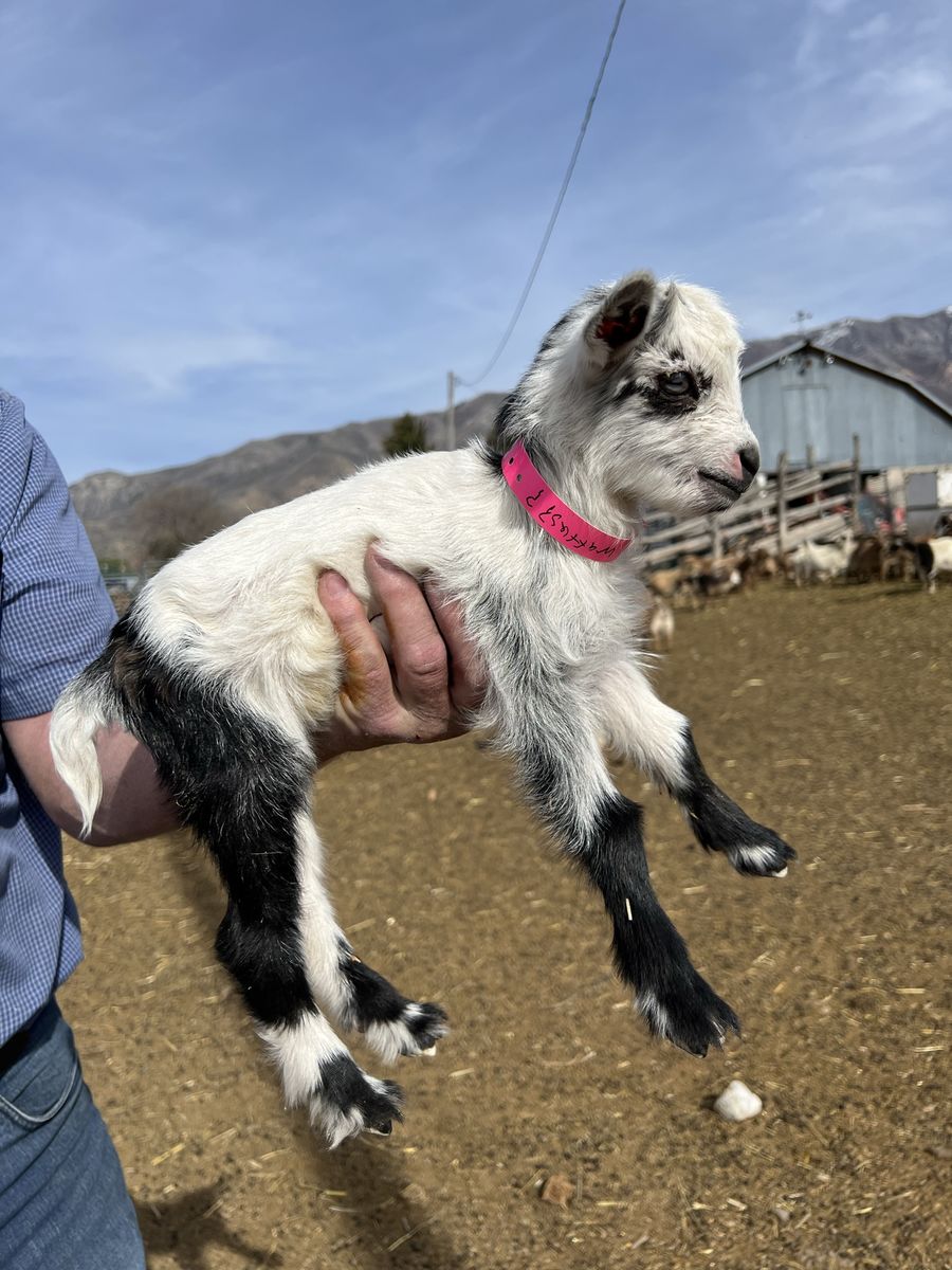Nigerian Dwarf Doeling- Bottle Baby