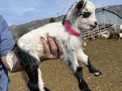 Nigerian Dwarf Doeling- Bottle Baby