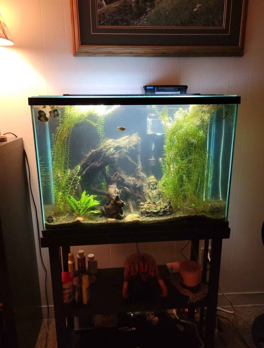 Aquarium 29 Gallon Fish Tank with Filter, Decorations, and Accessories - FISH included