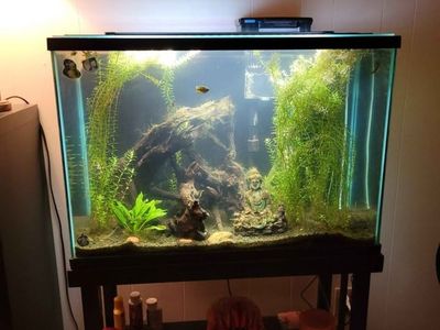 Aquarium 29 Gallon Fish Tank with Filter, Decorations, and Accessories - FISH included