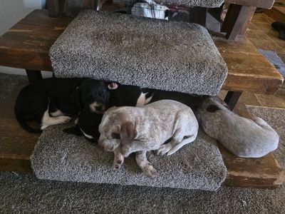GSP Germain Short haired Pointer Mix Pups