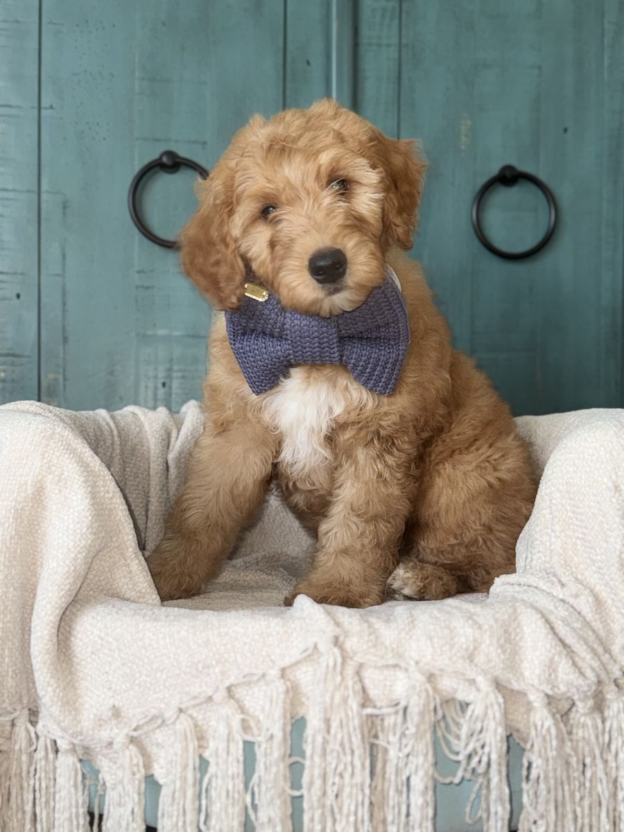 Mini Goldendoodle Puppy– Ready Now