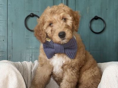 Mini Goldendoodle Puppy– Ready Now