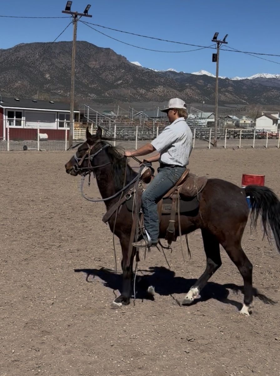 2 Year old Gelding