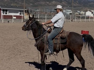 2 Year old Gelding
