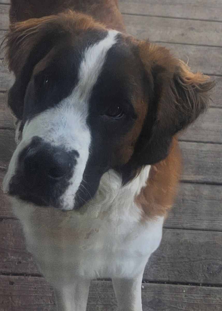 1 year old St Bernard Urgently Needs a Home ASAP