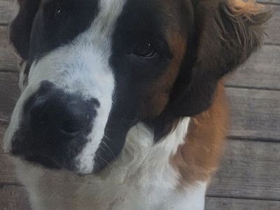 1 year old St Bernard Urgently Needs a Home ASAP