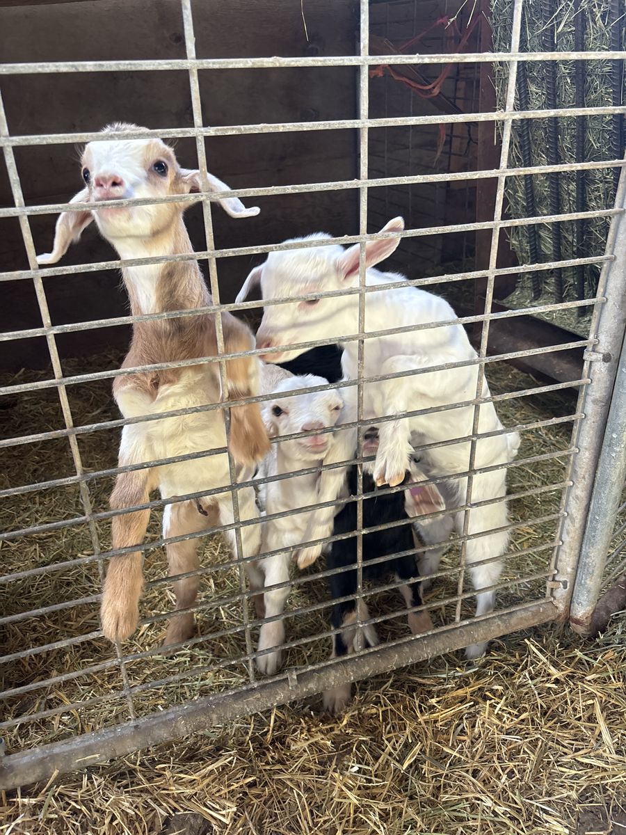 Bottle Goats  Baby Kiko X Savanna