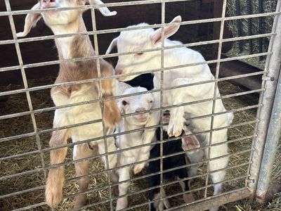 Bottle Goats Baby Kiko X Savanna