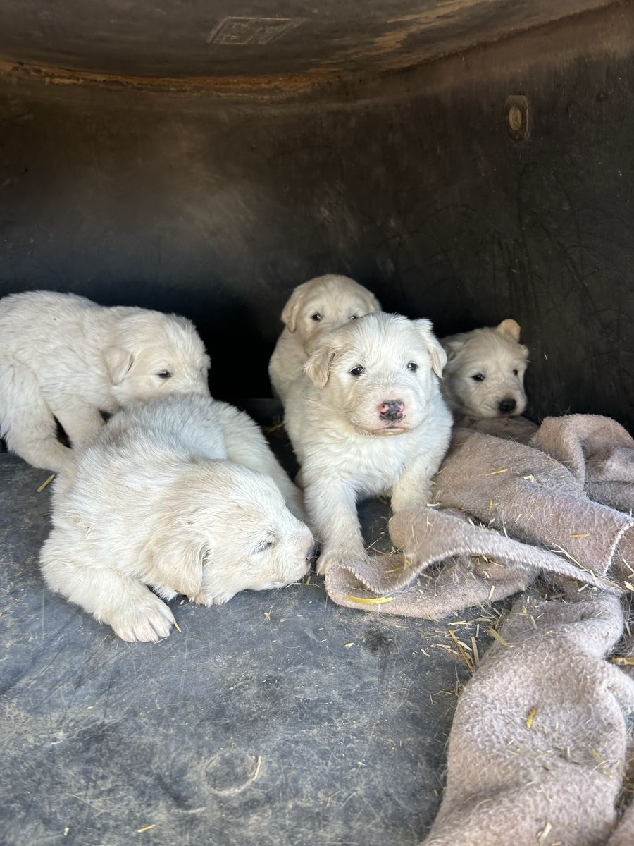 Great Pyrenees - 3 Males