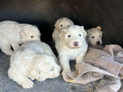 Great Pyrenees - 3 Males