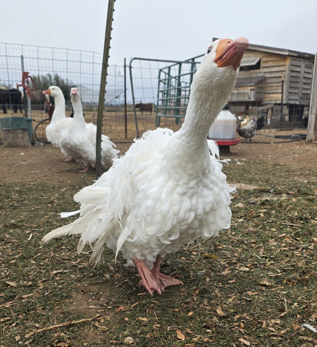 Sebastopol geese pairs