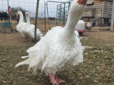 Sebastopol geese pairs