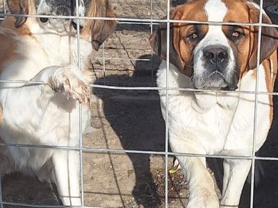 St Bernard 2 females