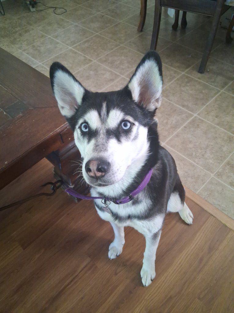 Siberian Husky Female Dog - Hypoallergenic, Beautiful Blue Eyes, Playful and Energetic, Great Companion