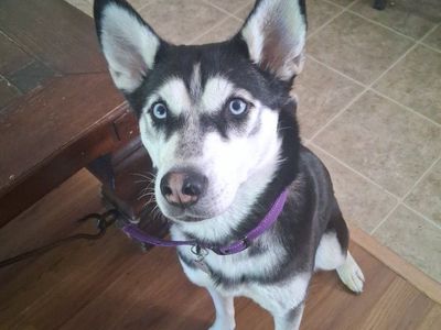 Siberian Husky Female Dog - Hypoallergenic, Beautiful Blue Eyes, Playful and Energetic, Great Companion