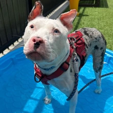 Hello my name is Kayak