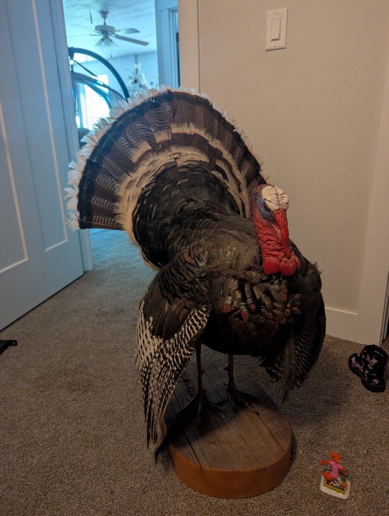 Full Taxidermy Turkey