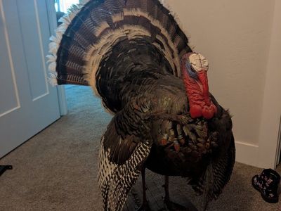 Full Taxidermy Turkey