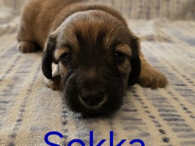 Mini Dachshund Puppy (Non-AKC)