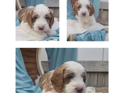 Mini poodle/beagle mix