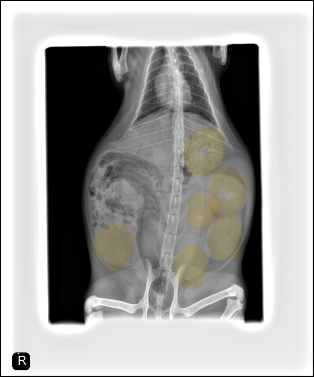 Home raised Siberian kittens