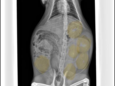 Home raised Siberian kittens