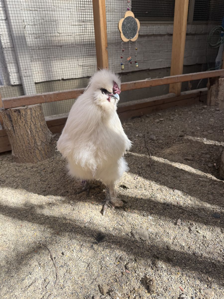 Silkie Rooster