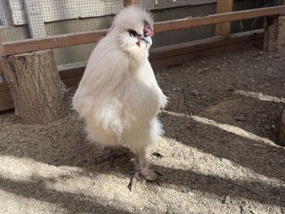 Silkie Rooster