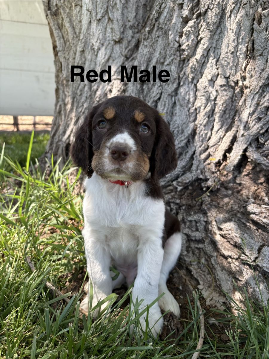 9 AKC English Springer Spaniel Puppies
