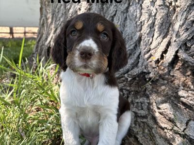 9 AKC English Springer Spaniel Puppies