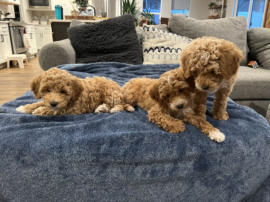 Mini Aussiedoodles For Sale