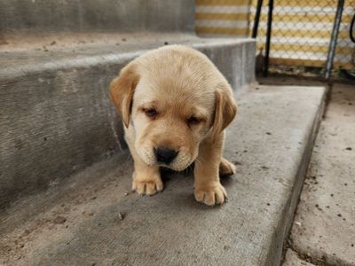 AKC Lab Puppies