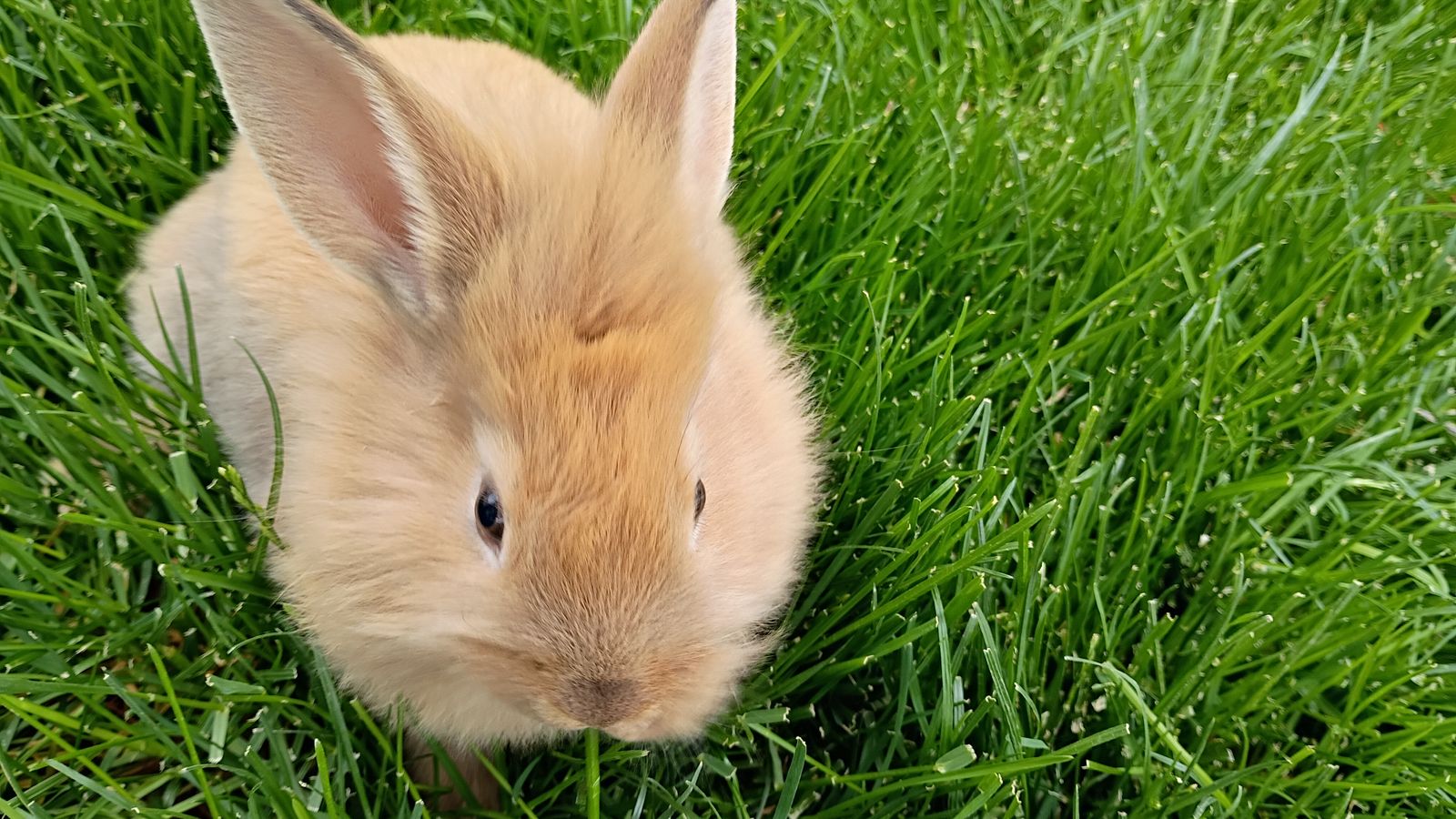 Rex/Lion Head cross rabbits