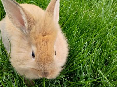 Rex/Lion Head cross rabbits