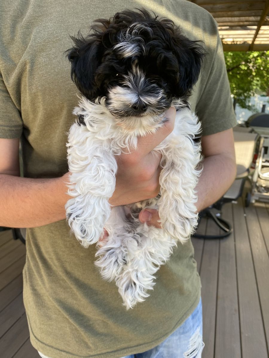Adorable Hypoallergenic bishpoo  Puppy - Male, Black and White, Ready for New Home!