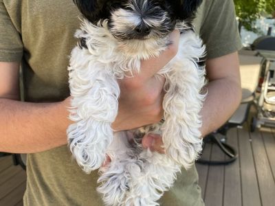 Adorable Hypoallergenic bishpoo Puppy - Male, Black and White, Ready for New Home!