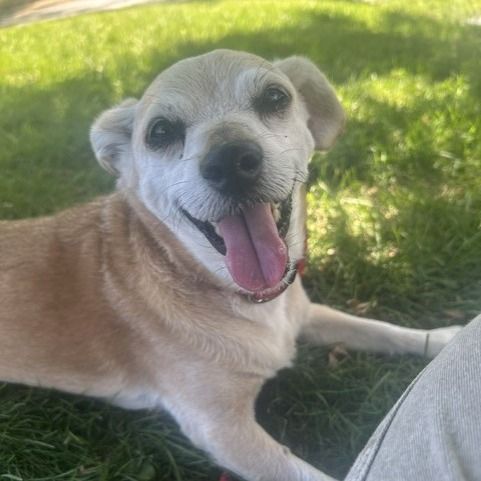 Hello my name is Nuggie
